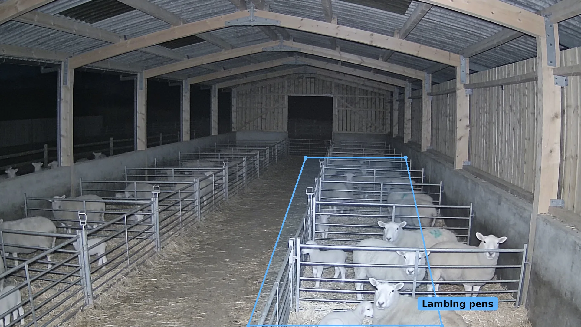 Infrared CCTV inside a timber lambing shed at night, ewes and lambs in pens marked with a blue zone