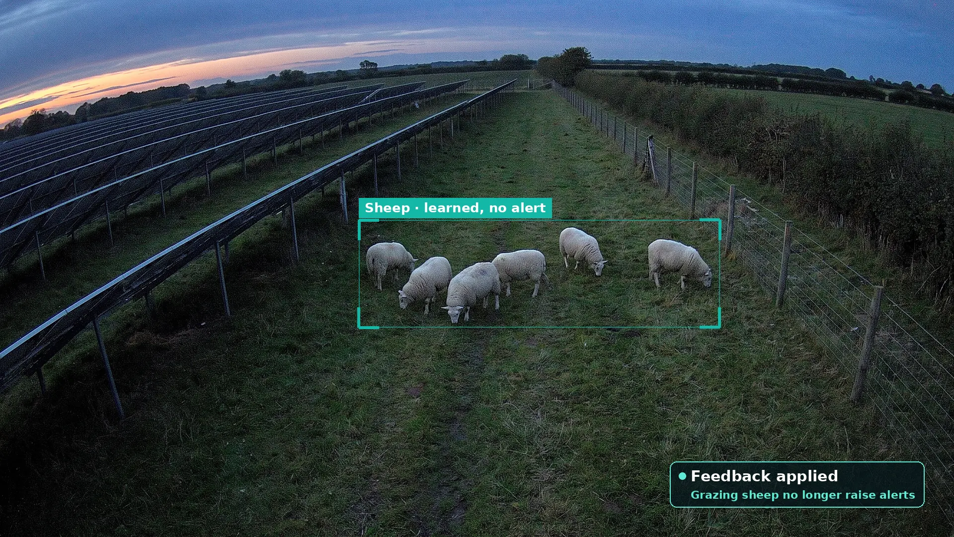Six sheep grazing on grass between two rows of solar panels at dusk, grouped in a teal box marked sheep, learned and no alert, with a card saying feedback has been applied